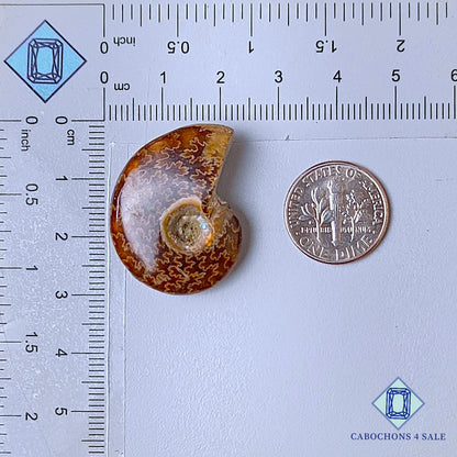 Natural Suture Ammonite Gemstone Fancy Druzy 30*23*9mm from Canada  available for sale