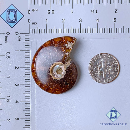Natural Suture Ammonite Gemstone Fancy Druzy 35*28*10mm from Canada  available for sale
