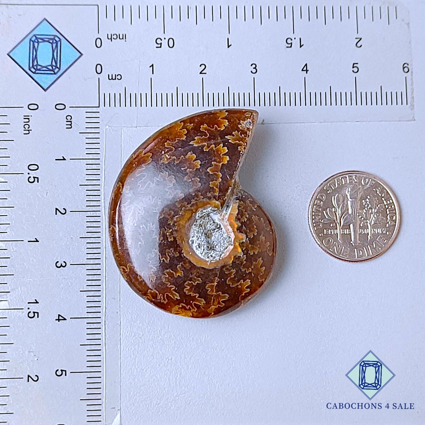 Natural Suture Ammonite Gemstone Fancy Druzy 35*18*10mm from Canada  available for sale