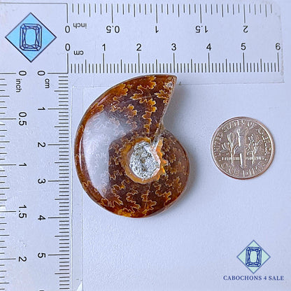 Natural Suture Ammonite Gemstone Fancy Druzy 35*18*10mm from Canada  available for sale
