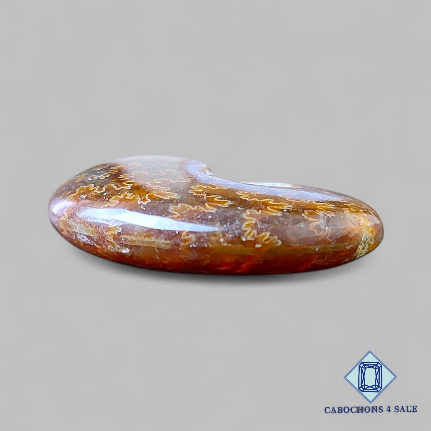 Natural Suture Ammonite Gemstone Fancy Druzy 35*18*10mm from Canada  available for sale