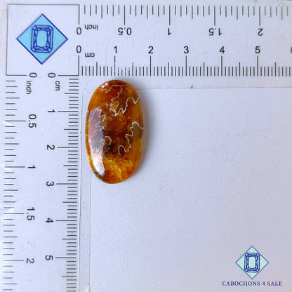 Cabujones ovalados de amonita de sutura natural de 28 x 16 x 5 mm, procedentes de Canadá, disponibles para la venta.