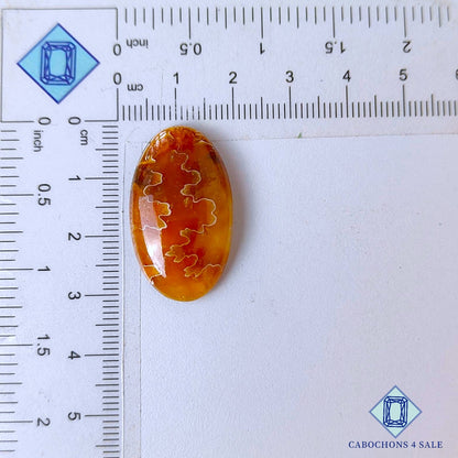 Cabujones ovalados de amonita de sutura natural de 30 x 17 x 6 mm, de Canadá, disponibles para la venta.