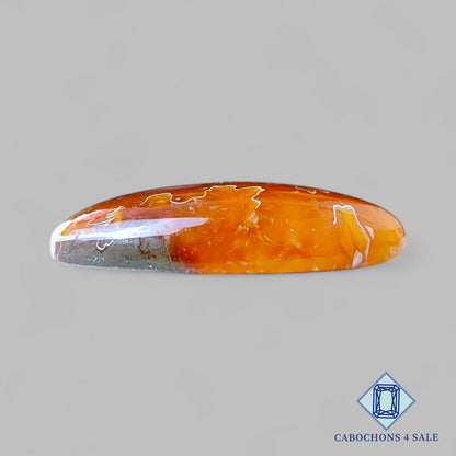 Cabujones ovalados de amonita de sutura natural de 30 x 17 x 6 mm, de Canadá, disponibles para la venta.