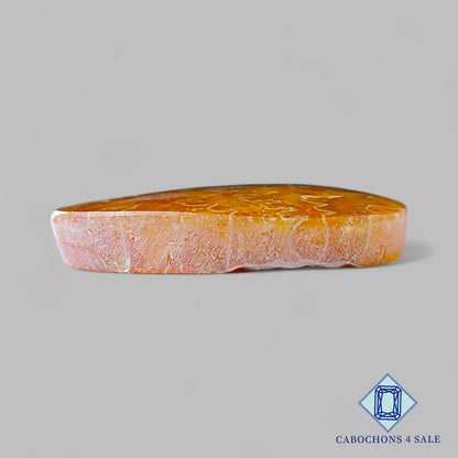 Cabujones ovalados de amonita de sutura natural de 28 x 20 x 5 mm, de Canadá, disponibles para la venta.