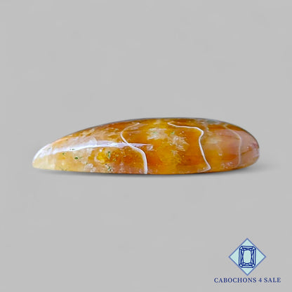 Cabujones de amonita de sutura natural en forma de pera de 27 x 16 x 5 mm, de Canadá, disponibles para la venta.