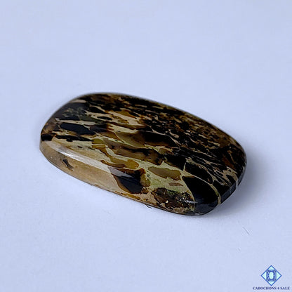 Turritella Agate