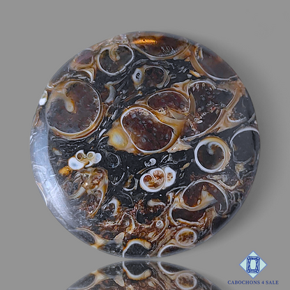 Turtella Agate