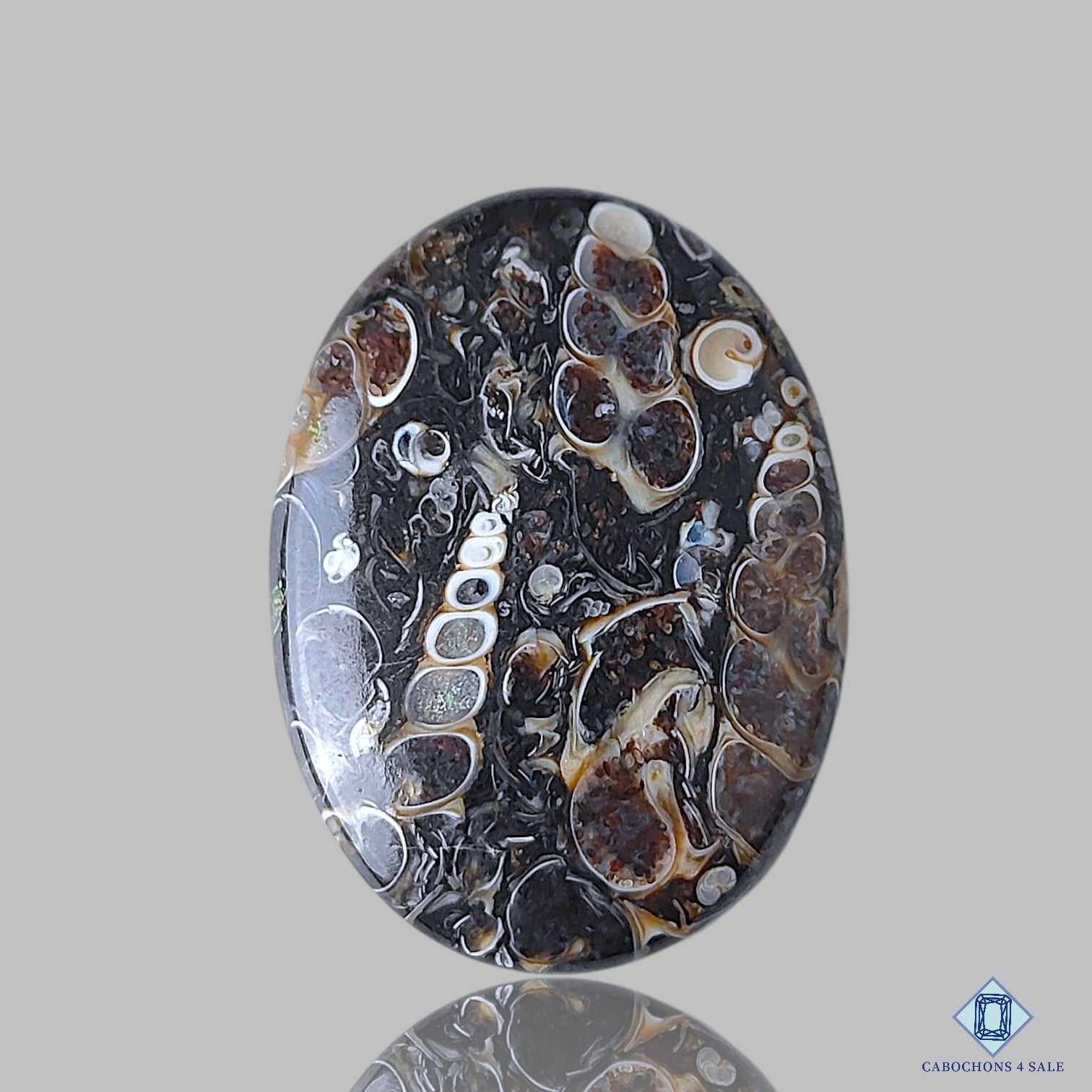 Turtella Agate
