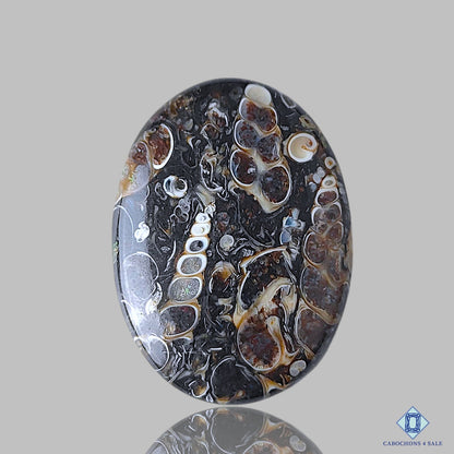 Turtella Agate