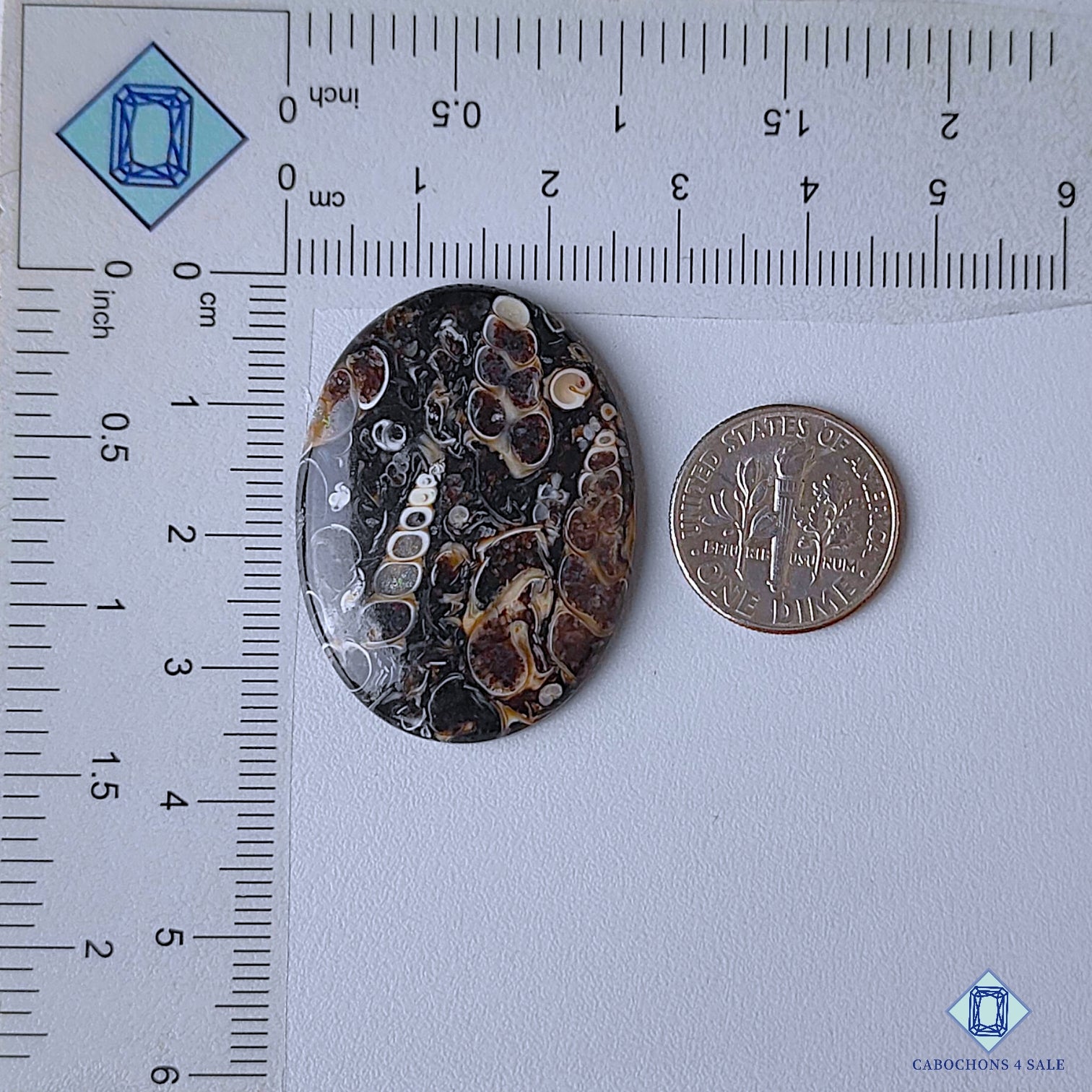 Turtella Agate
