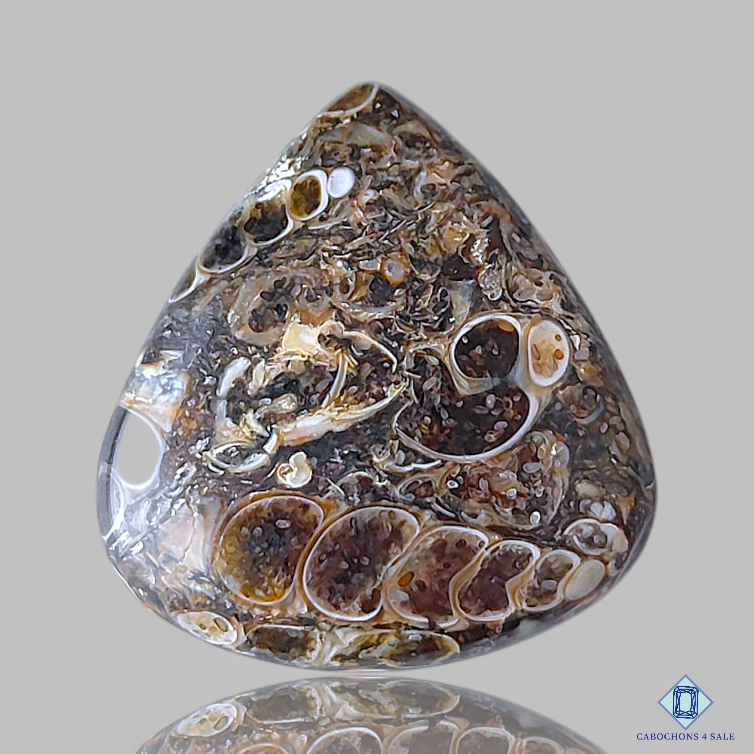 Turtella Agate