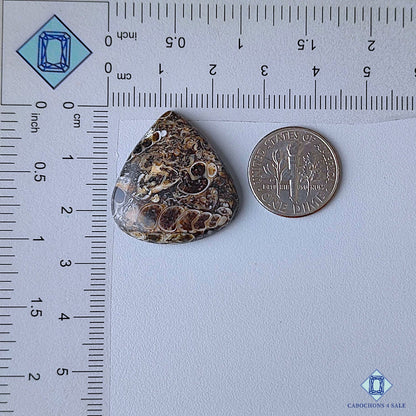 Turtella Agate