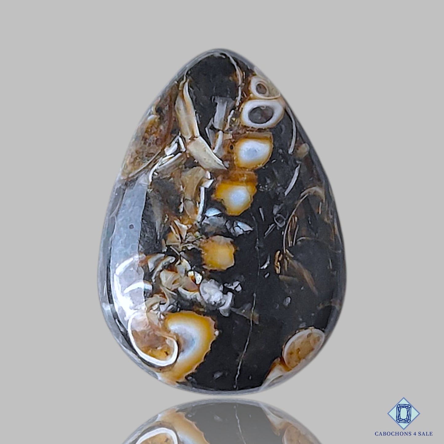 Turtella Agate