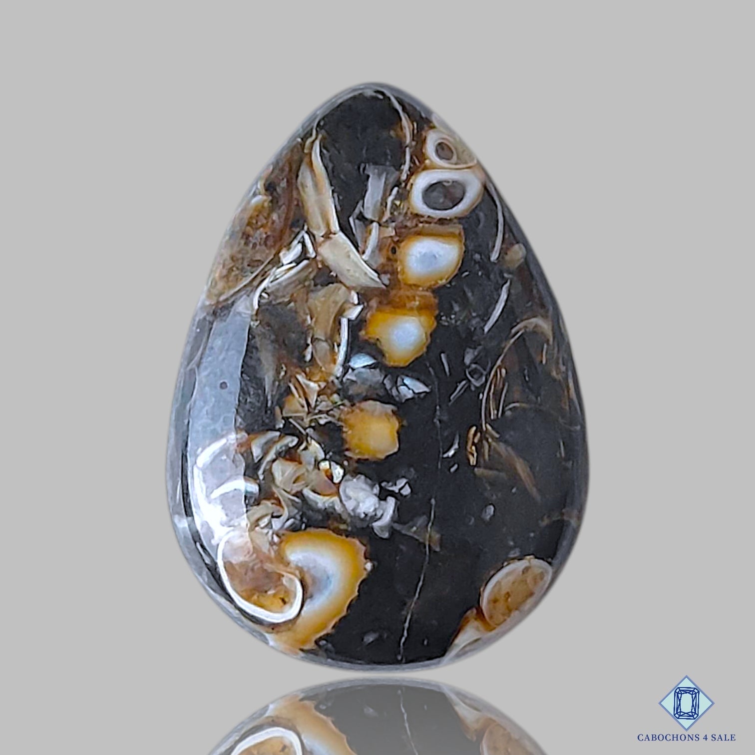 Turtella Agate