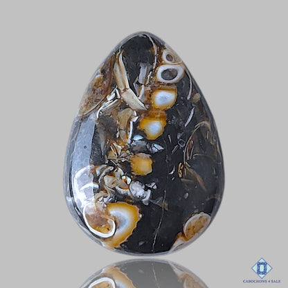 Turtella Agate