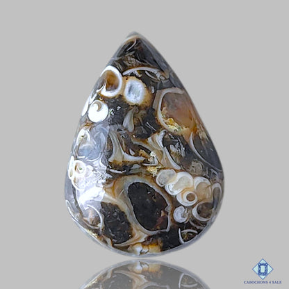 Turtella Agate