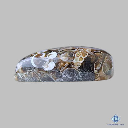 Turtella Agate