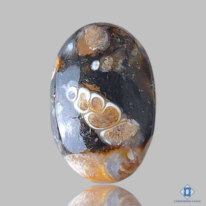 Turtella Agate