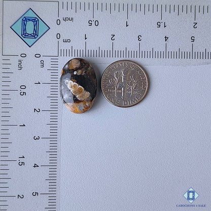 Turtella Agate