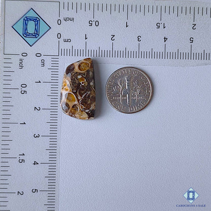 Turtella Agate