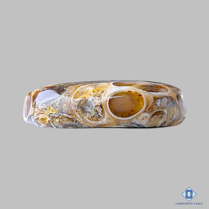 Turtella Agate