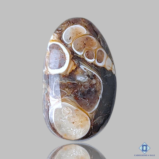 Turtella Agate