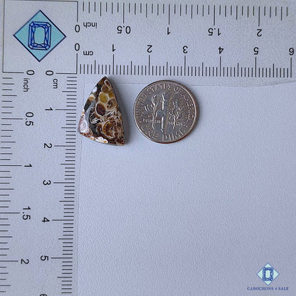 Turtella Agate