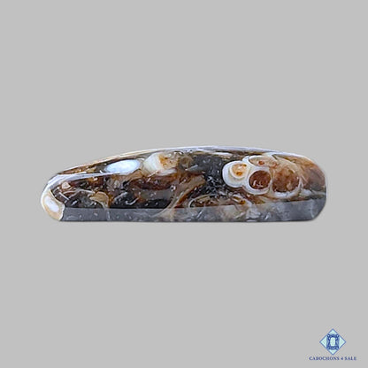 Turtella Agate