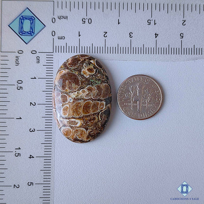 Turtella Agate