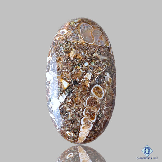 Turtella Agate