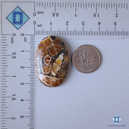 Turtella Agate