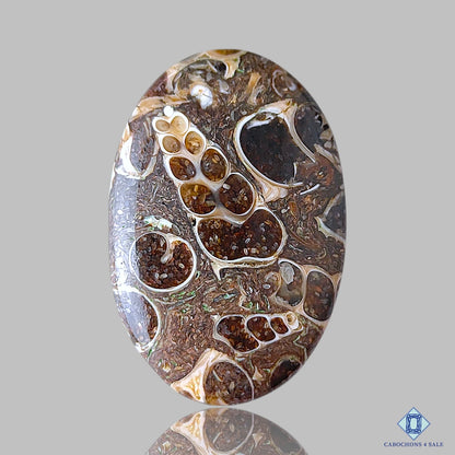 Turtella Agate