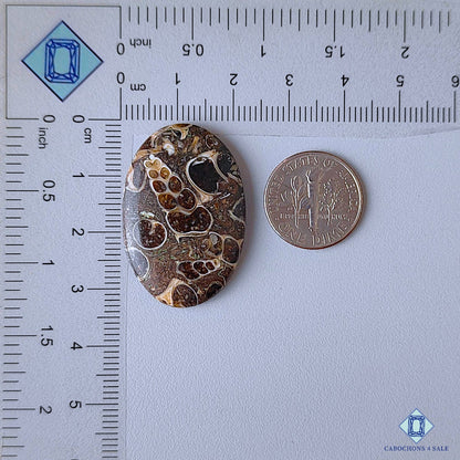 Turtella Agate