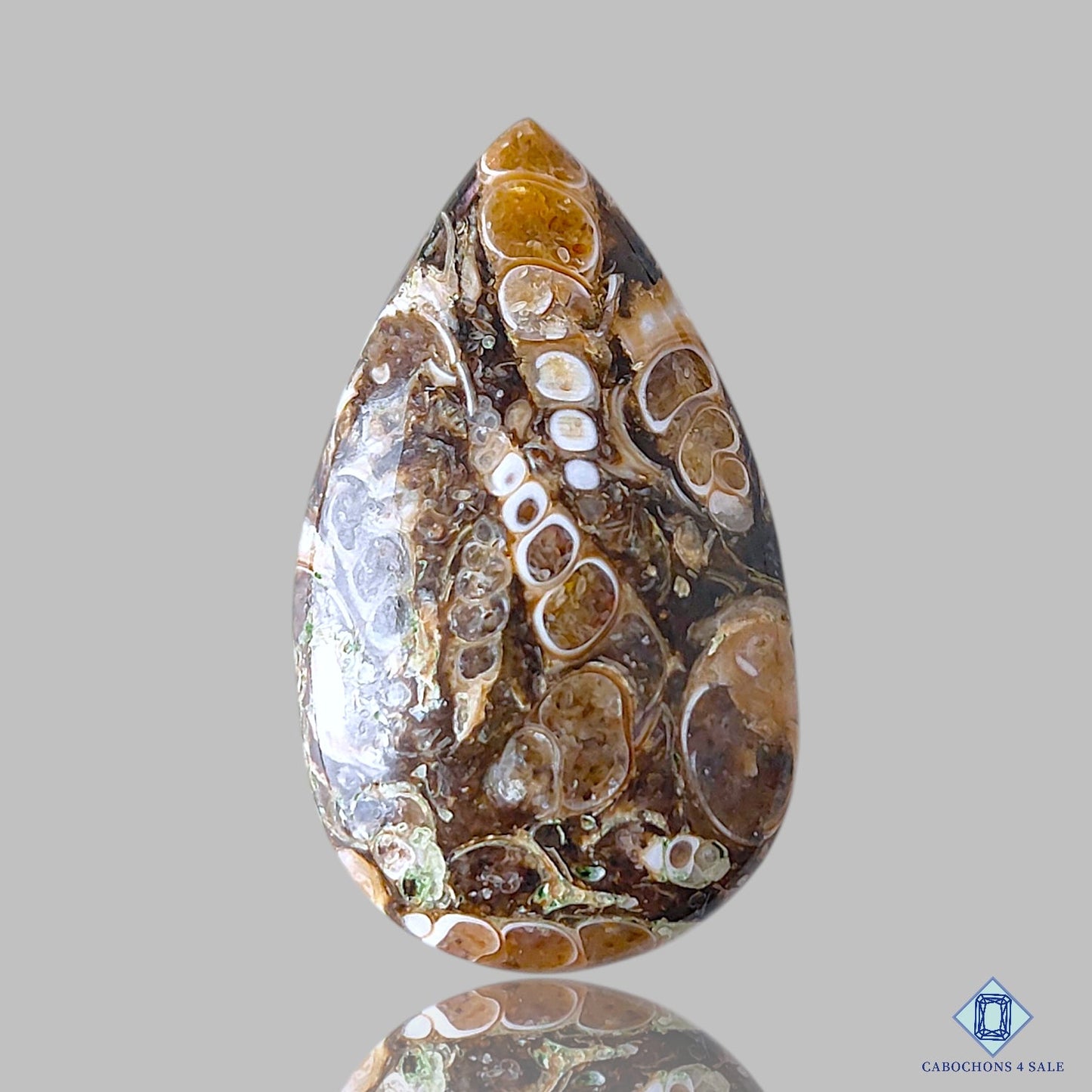 Turtella Agate