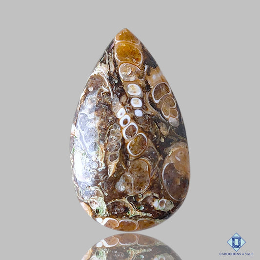 Turtella Agate