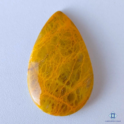 Web Jasper