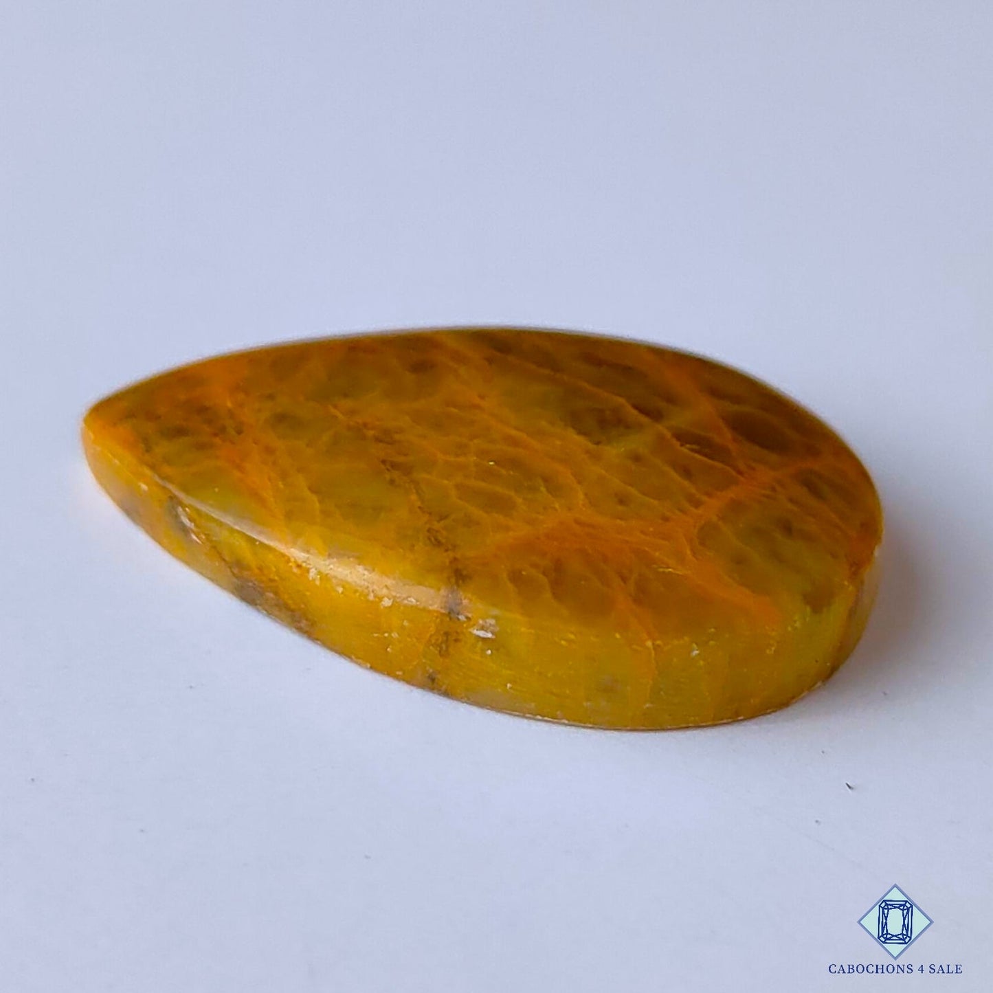 Web Jasper