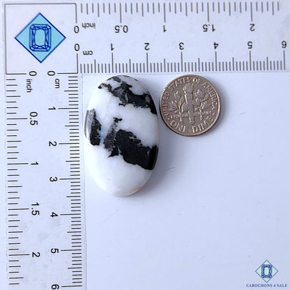 Zebra Jasper
