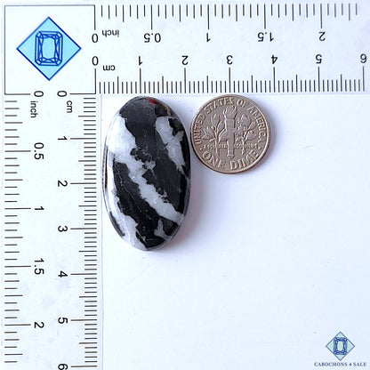 Zebra Jasper