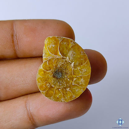 Ammonite Fancy Cabochons 26x21x6mm
