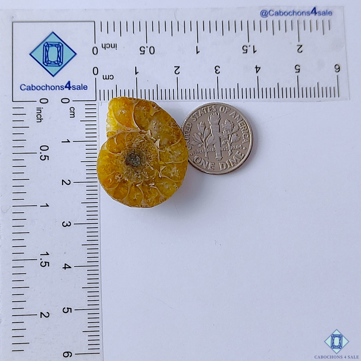 Ammonite Fancy Cabochons 26x21x6mm
