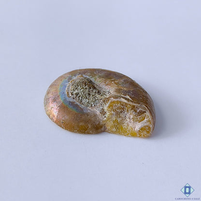 Ammonite Fancy Cabochons 26x21x6mm