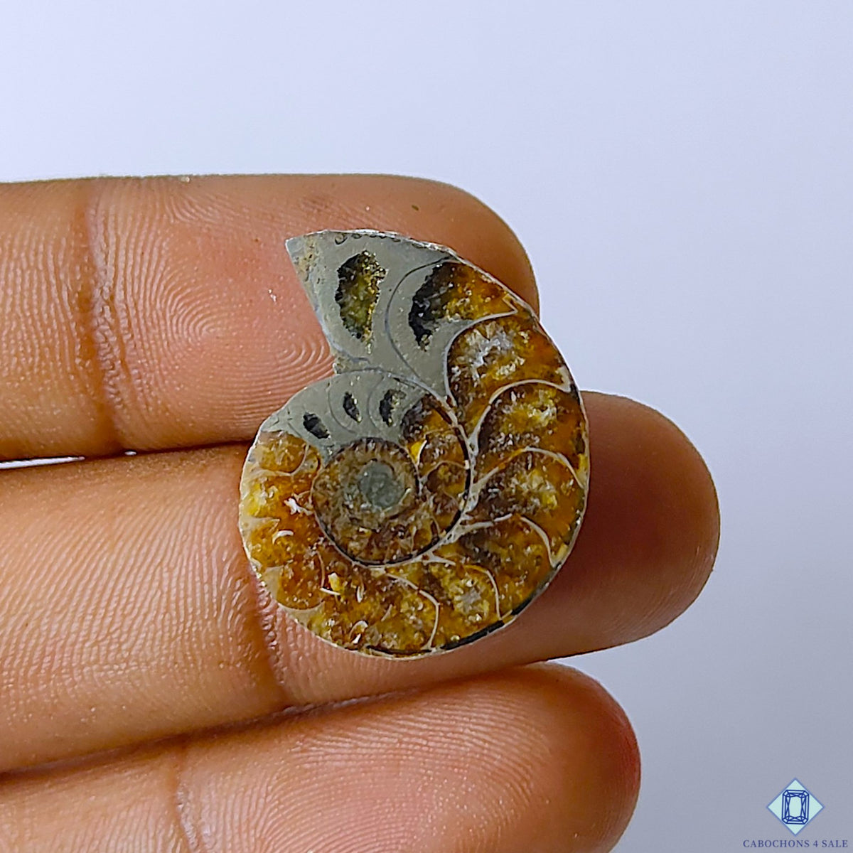 Ammonite Fancy Cabochons 23x19x6mm