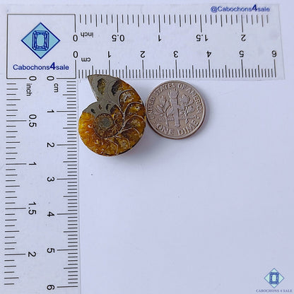 Ammonite Fancy Cabochons 23x19x6mm