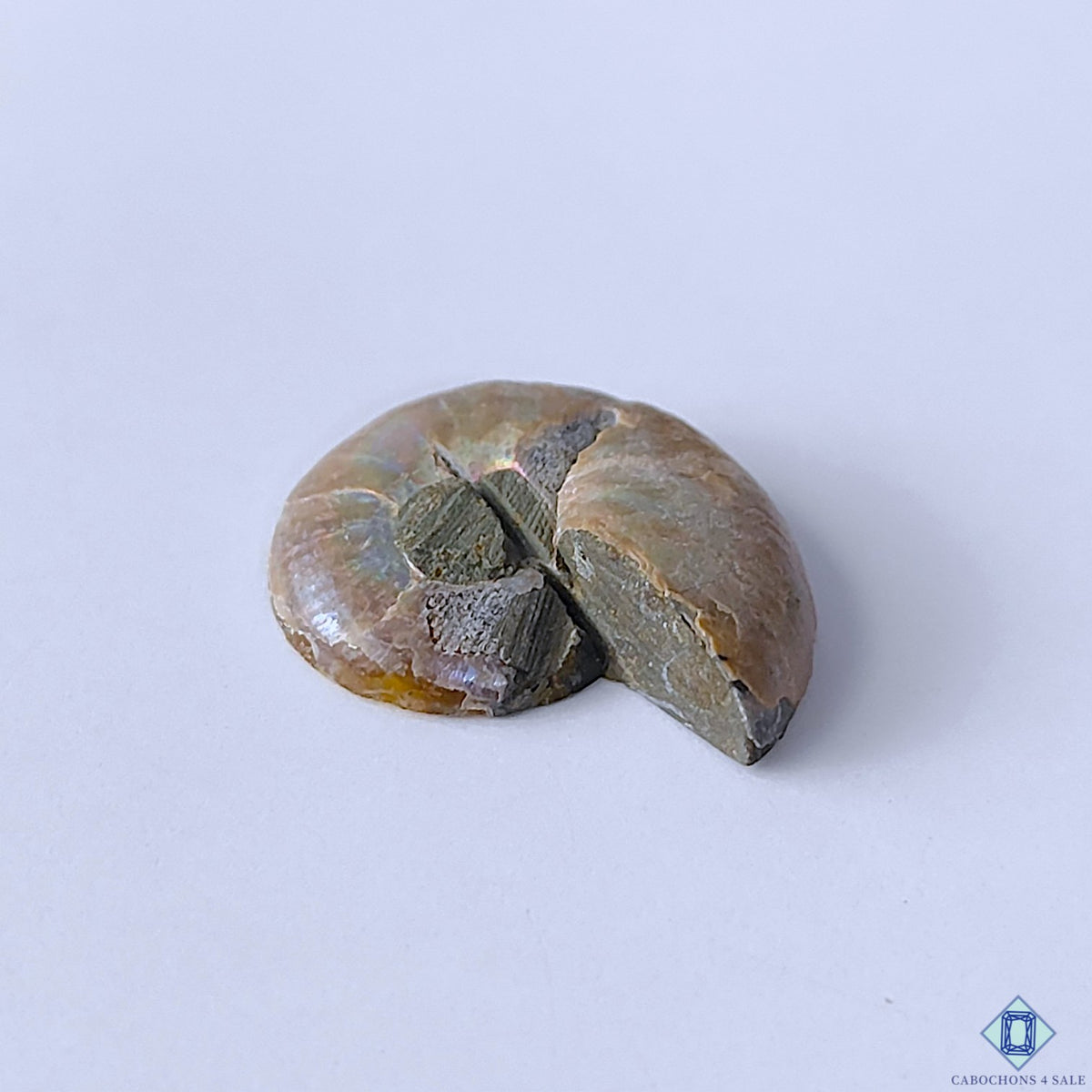 Ammonite Fancy Cabochons 23x19x6mm