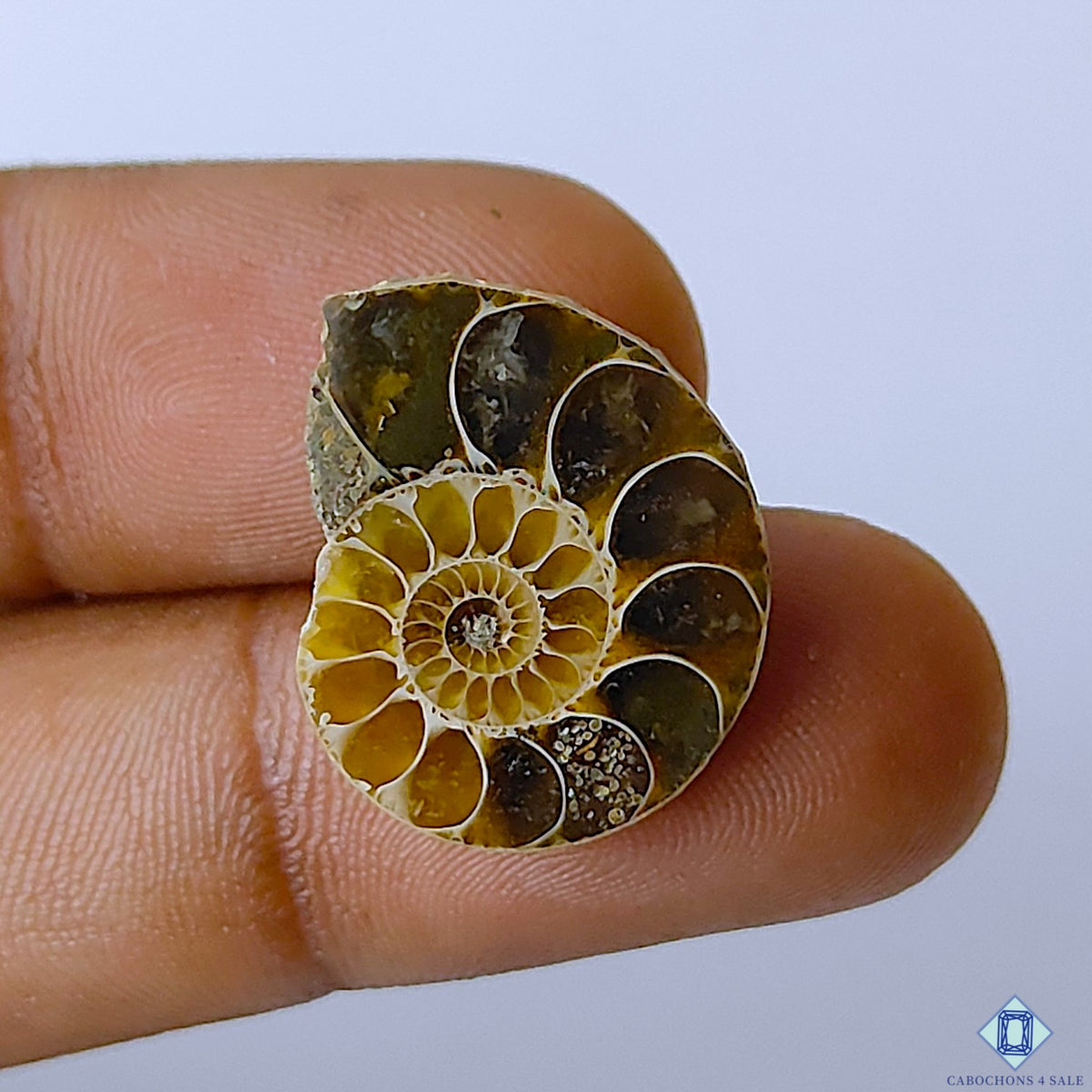 Ammonite Fancy Cabochons 21x17x5mm
