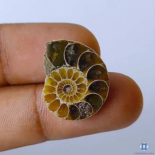 Ammonite Fancy Cabochons 21x17x5mm
