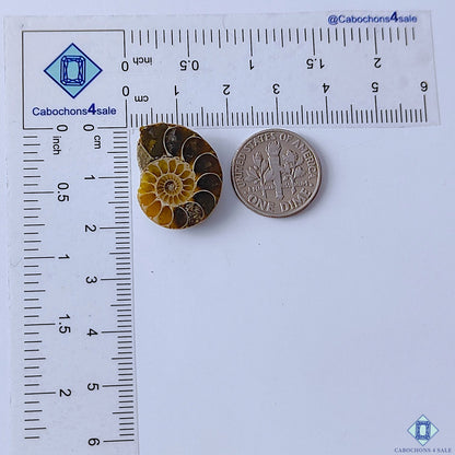 Ammonite Fancy Cabochons 21x17x5mm