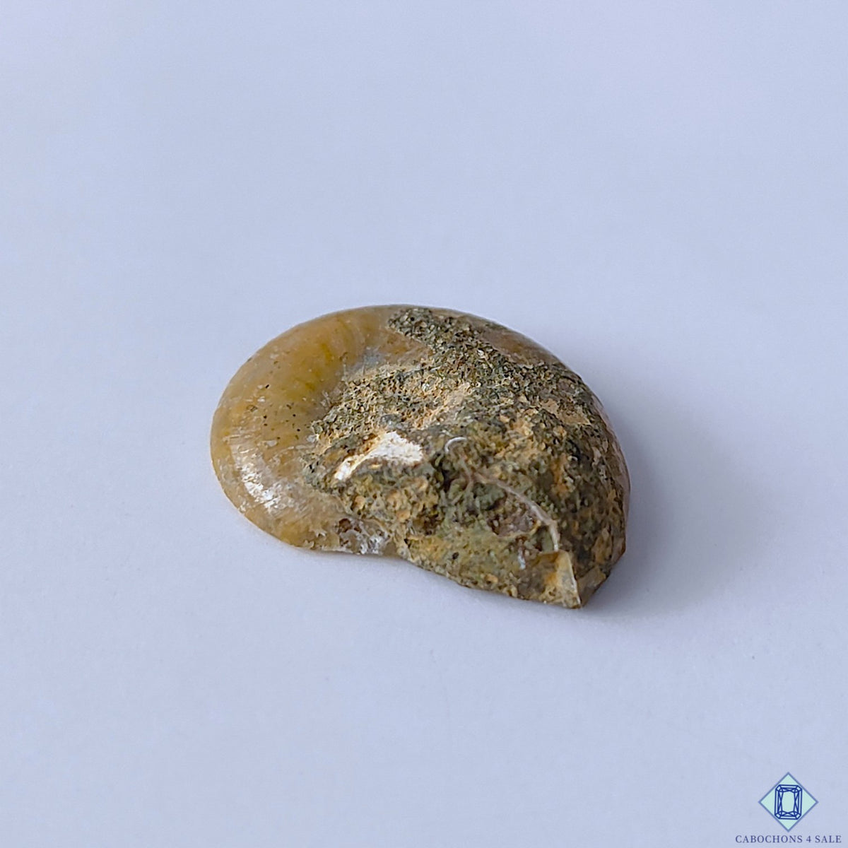 Ammonite Fancy Cabochons 21x17x5mm